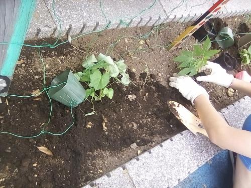 苗の植え付け.jpg
