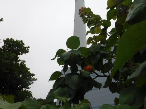 DSCF7853.JPG
